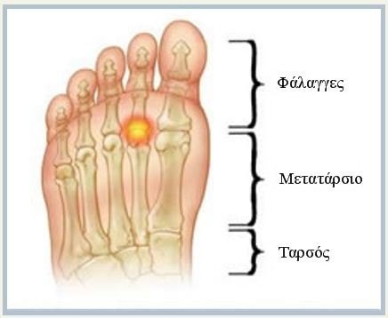 anatomia-akrou-poda.jpg anatomia-akrou-poda.jpg