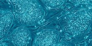 MyDoctors Εντερικό μικροβίωμα και ανάπτυξη του εγκεφάλου 2 images-94.jpg