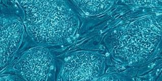 images-94.jpg images-94.jpg